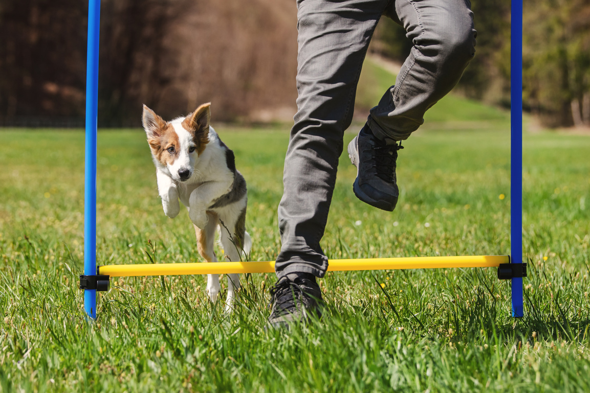 Agility Dog Sport Training